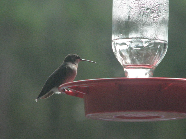 Picture Perfect Pollinators continued…. – Keep Mobile Beautiful